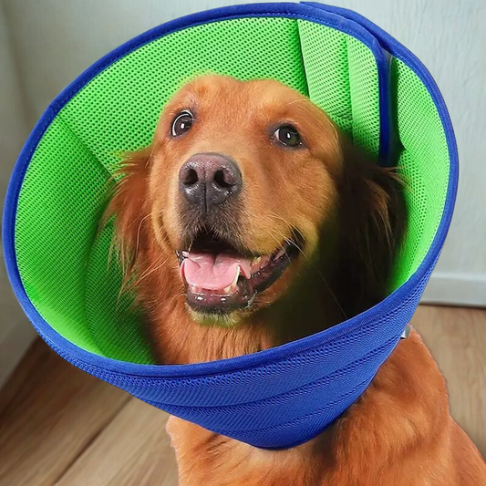 3D Mesh Recovery Dog Collar