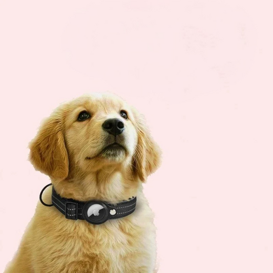 Apple AirTag Dog Collar