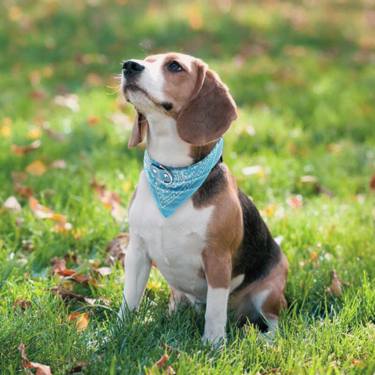 Dog Bandanas Adjustable Collar