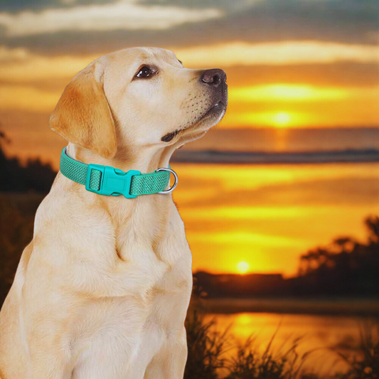 Reflective Nylon Dog Collar