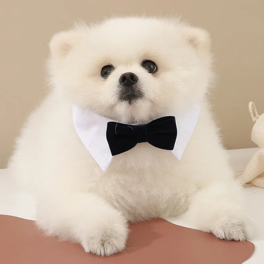 Bow Tie Dog Collar